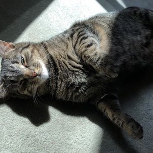 Meet your Posher, Allen